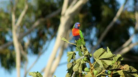 Rainbow Lorikeet in olive tree Video stock 10836225