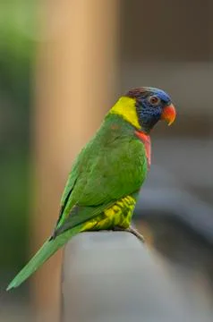 Rainbow Lorikeet or Chattering Lory Stock Photos