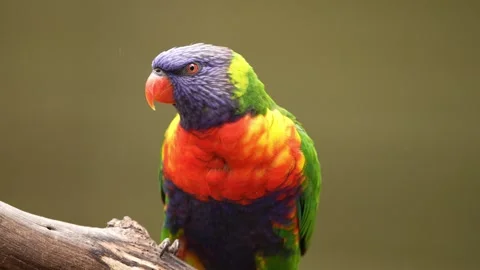 Rainbow lorikeet parrot in Australia Stock Footage 327670470