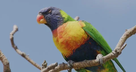 Rainbow Lorikeet Parrot On Brunch, Close Up Video stock 329400519