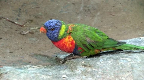 Rainbow Lorikeet Parrot Stock Footage 903592