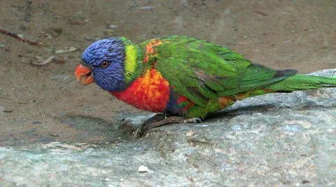 Rainbow Lorikeet Parrot Stock Footage 940189