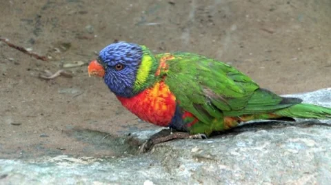 Rainbow Lorikeet Parrot Stock Footage 940239