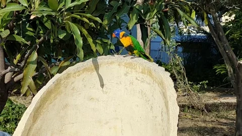 Rainbow Lorikeet Parrot 스톡 동영상 229911072
