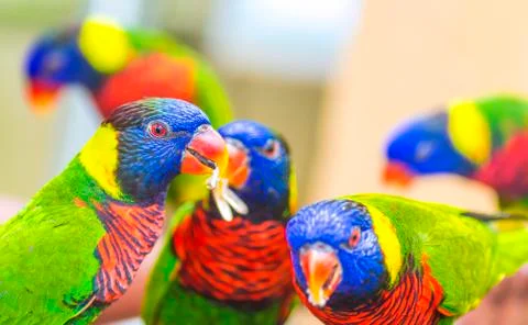 Rainbow lorikeet parrot Foto stock