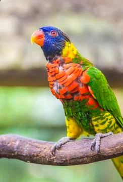 Rainbow lorikeet parrot Stock Photos