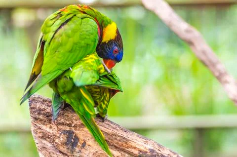 Rainbow lorikeet parrot Stock Photos