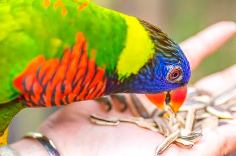 Rainbow lorikeet parrot Foto stock