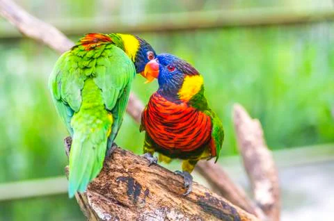 Rainbow lorikeet parrot Stock-Fotos