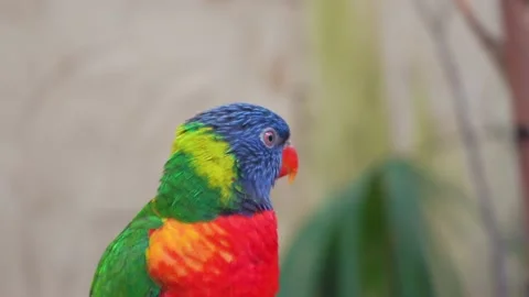Rainbow lorikeet parrot portrait seating on the branch in safari park, 4K 스톡 동영상 156859006