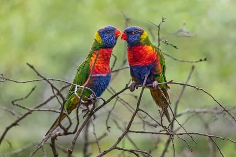 Rainbow Lorikeet Parrots Couple Stock Photos