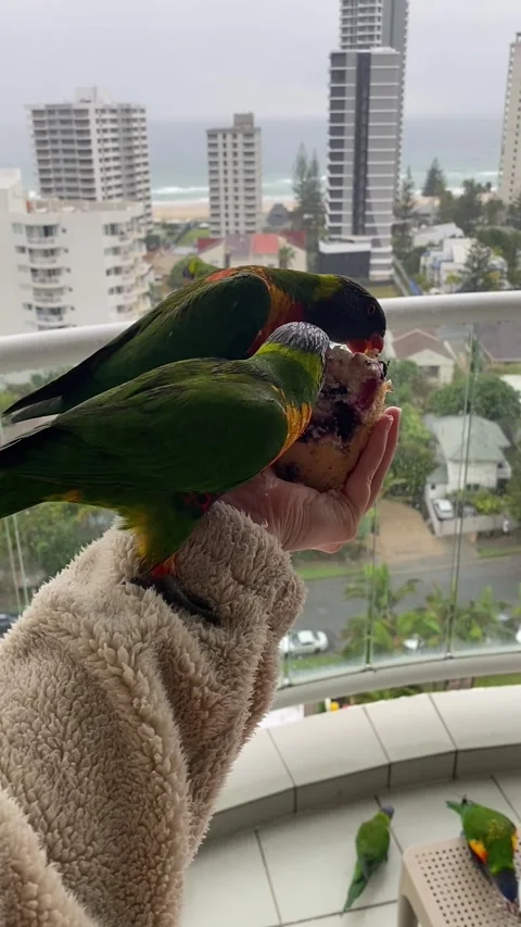Rainbow lorikeet parrots eating a cupcake from human hand, Australia Video stock 282867552