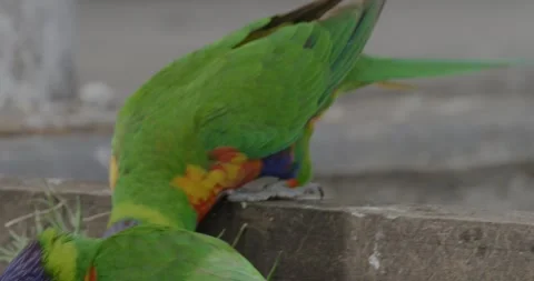 Rainbow Lorikeet Parrots Eating On The Ground Stock Footage 329400103