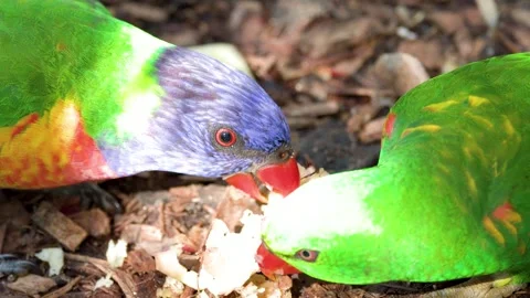 Rainbow Lorikeet Parrots Feeding on Ground in Australia Video stock 340179624