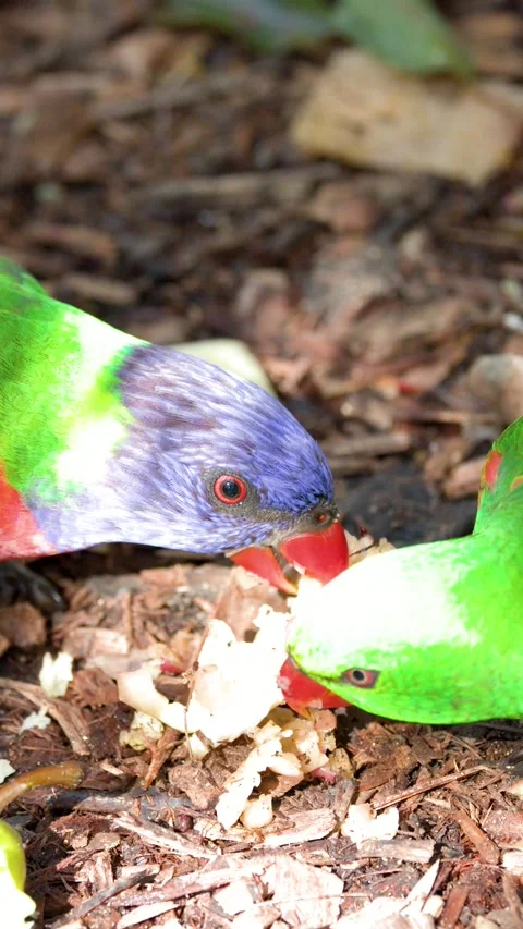 Rainbow Lorikeet Parrots Feeding on the Ground in Australia Video stock 340244165