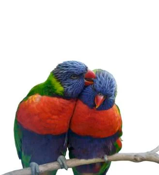 Rainbow lorikeet parrots 스톡 일러스트