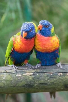 Rainbow lorikeet,  parrots Stock Photos