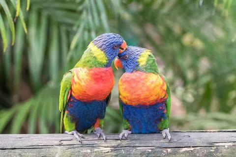 Rainbow lorikeet,  parrots Stock Photos