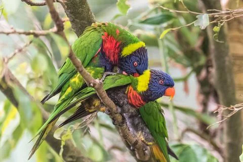 Rainbow lorikeet, parrots Stock Photos