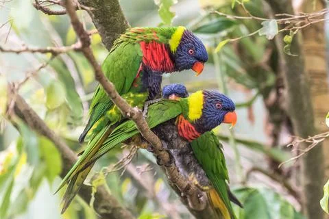 Rainbow lorikeet, parrots Foto stock