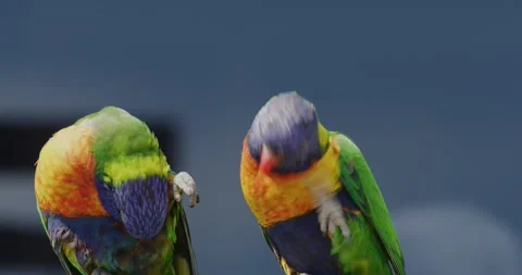 Rainbow Lorikeet Parrots Scratching Itself 스톡 동영상 329400205