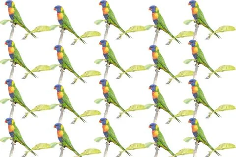 Rainbow Lorikeet Pattern Stock Photos