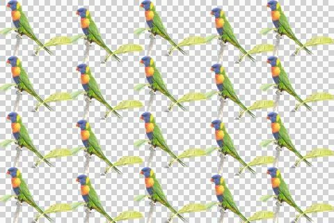 Rainbow Lorikeet Pattern Stock Photos