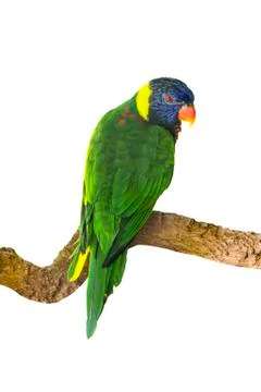 Rainbow lorikeet on perch isolated Stock Photos