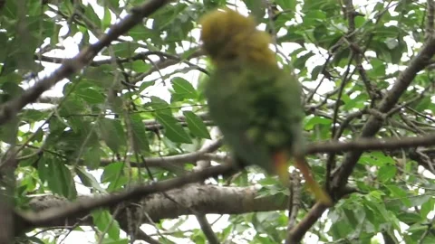 Rainbow Lorikeet Perched in Tree at Adelaide Himeji Garden, December 2019 Stock Footage 345257926