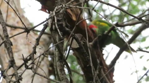 Rainbow Lorikeet Perched in Tree at Adelaide Himeji Garden, December 2019 Stock Footage 345257932