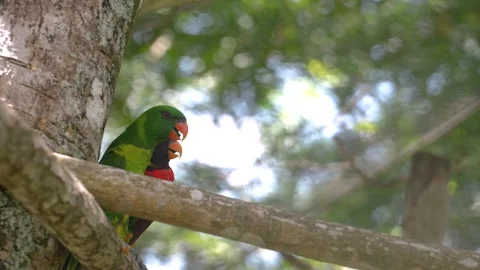 Rainbow Lorikeet Perched on Tree Branch with Bokeh Foliage Background at Safari Stock Footage 345624637