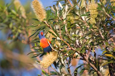 Rainbow lorikeet Stock Photos