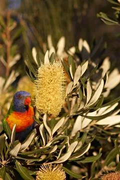 Rainbow lorikeet Stock-Fotos