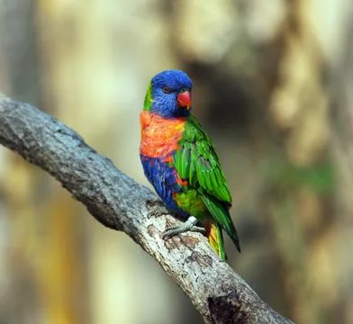 Rainbow lorikeet Stock Photos