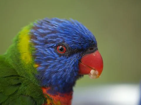 Rainbow lorikeet Stock Photos