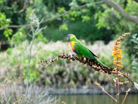 Rainbow lorikeet Foto stock