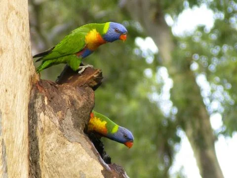 Rainbow lorikeet Stock Photos