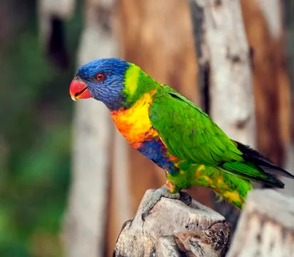Rainbow lorikeet Stock Photos