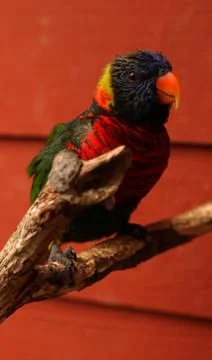 Rainbow Lorikeet Stock Photos