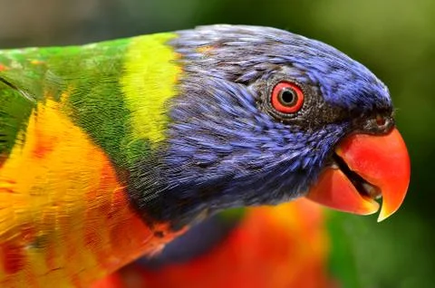 Rainbow lorikeet Stock Photos