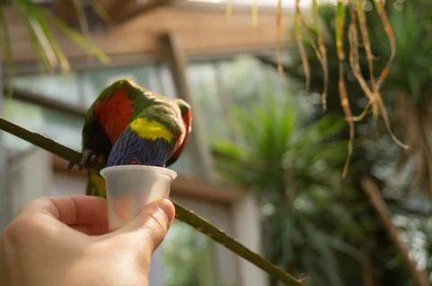 Rainbow lorikeet Stock Photos