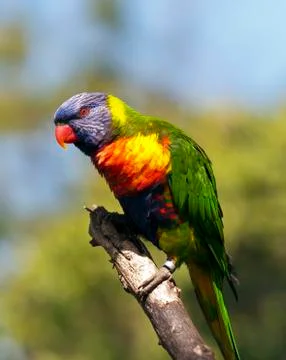Rainbow lorikeet Stock Photos