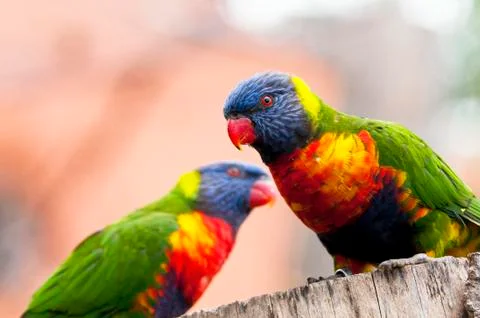 Rainbow lorikeet Stock Photos