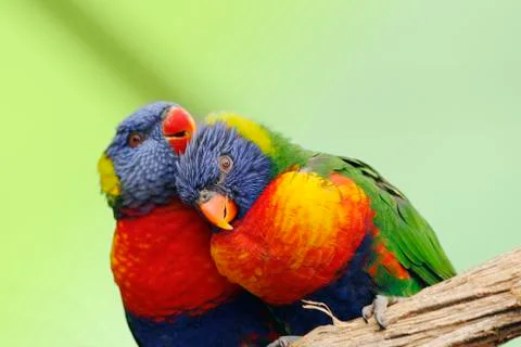 Rainbow Lorikeet Stock Photos