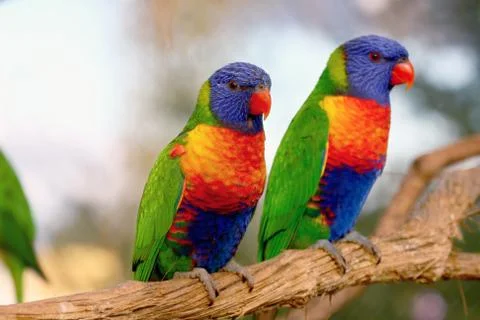 Rainbow Lorikeet Stock Photos