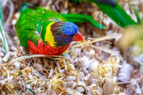 Rainbow Lorikeet Foto stock