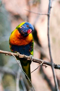 Rainbow lorikeet Stock Photos