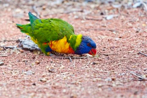 Rainbow lorikeet Stock Photos