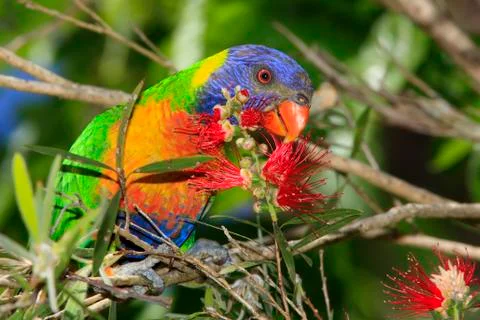 Rainbow Lorikeet Stock Photos