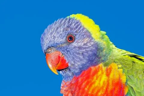 Rainbow Lorikeet 写真素材